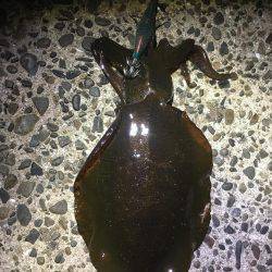 最高の釣り日和!!