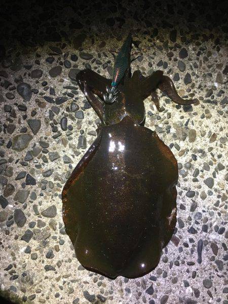 最高の釣り日和！！