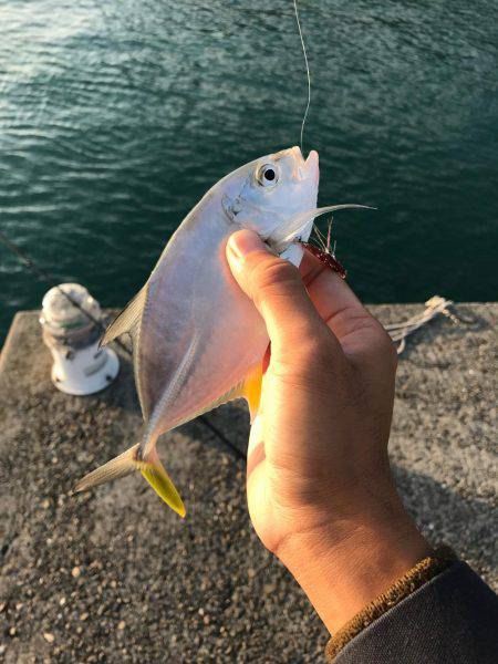 デイのライトゲーム