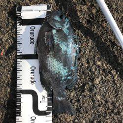 うねり高くて洗濯機