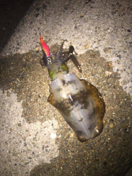 やっと釣れたよ