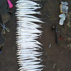 阿南市の辰巳でタチウオ好調