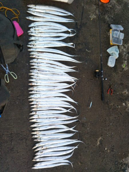 阿南市の辰巳でタチウオ好調