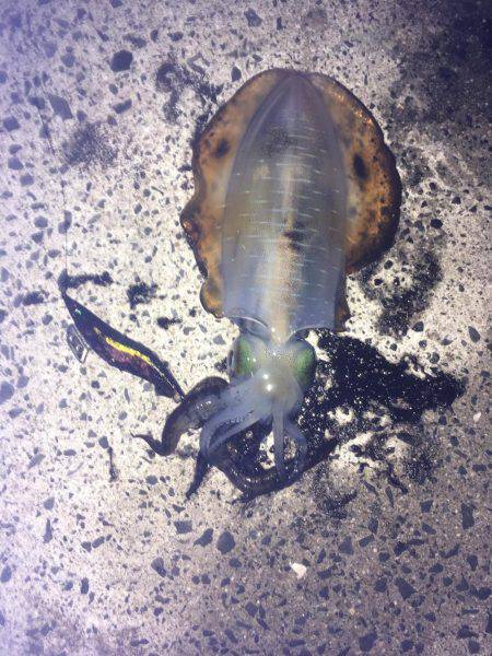 ややいいサイズ