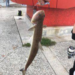 アジング&ショアジギ