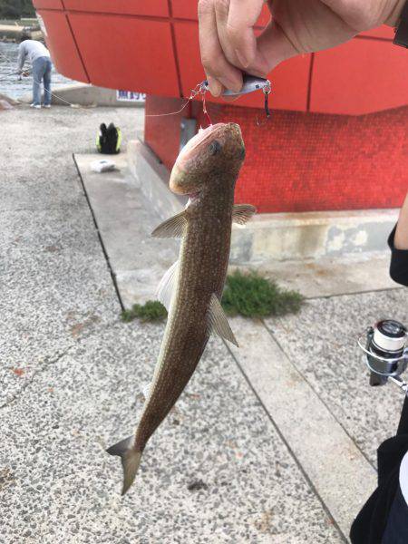 アジング&ショアジギ