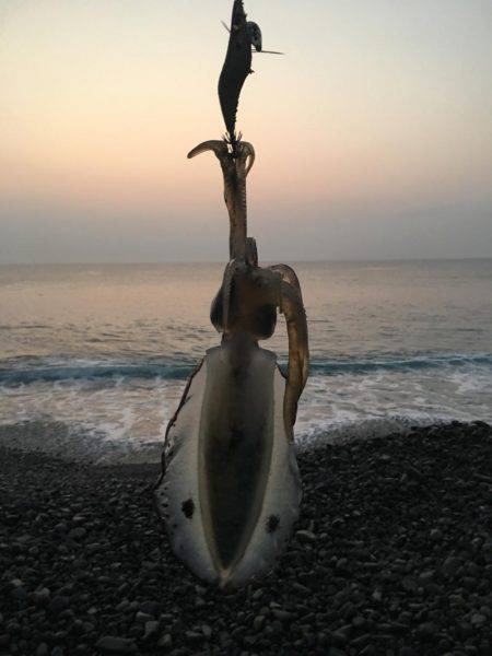 大里松原海岸 アオリイカ 2杯卍