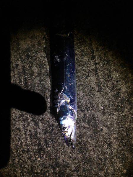 アメ時々タチウオ