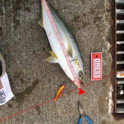 小雨の中 初のツバス×2