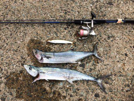 福吉漁港で朝からジギング