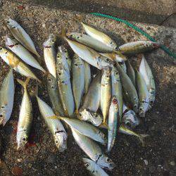 青物はどこだー