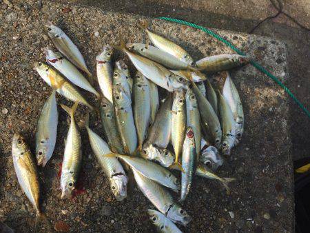 青物はどこだー