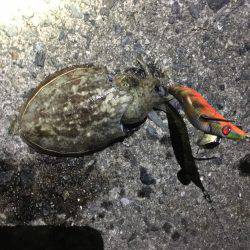 コウイカとタコ