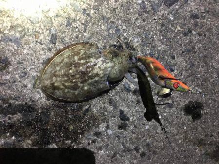 コウイカとタコ