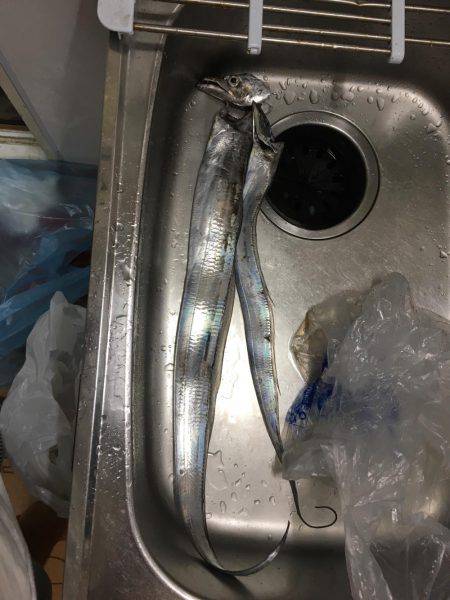 タチウオおいしい！！！！