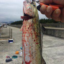 サゴシ&タッチー