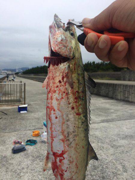 サゴシ&タッチー