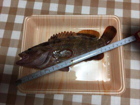 ロックフィッシュ