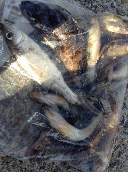 いろいろ釣れました！