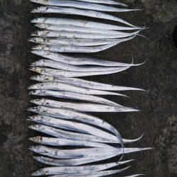 阿南市の椿泊でタチウオ好調