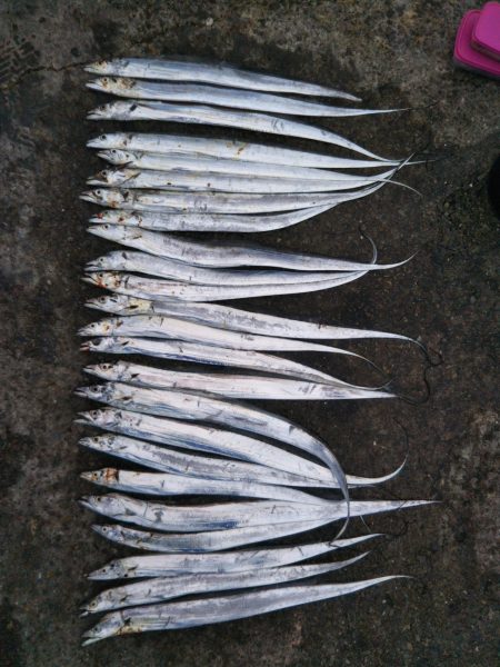 阿南市の椿泊でタチウオ好調