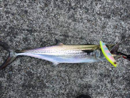 久しぶりのサゴシ