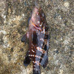 アーミーベイト マメリーチ 漁港ワーム。