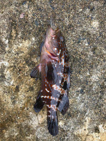 アーミーベイト マメリーチ 漁港ワーム。