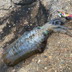 アオリイカ 最大サイズは640g