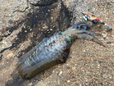 アオリイカ 最大サイズは640g