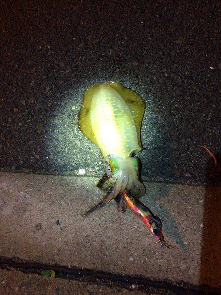 今日こそ釣れてくれと願いをこめて！