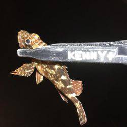 小アジ釣れています。