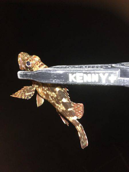 小アジ釣れています。