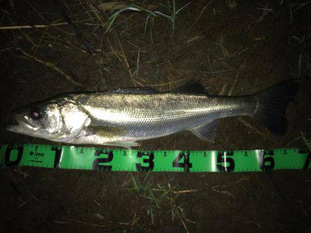 落ち鮎パターン