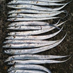 阿南市の辰巳でタチウオ好調