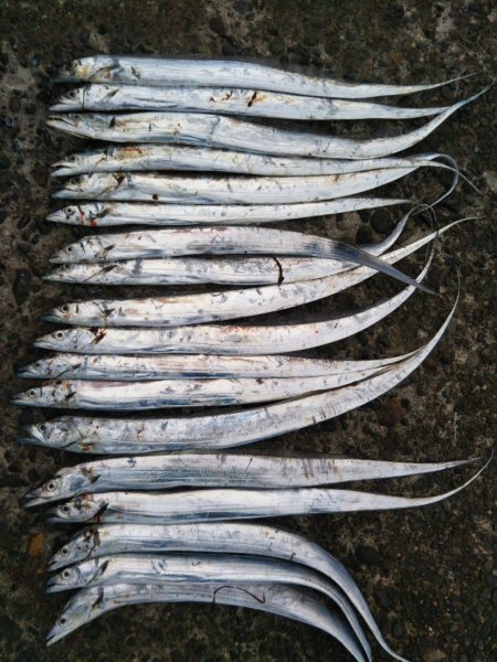 阿南市の辰巳でタチウオ好調