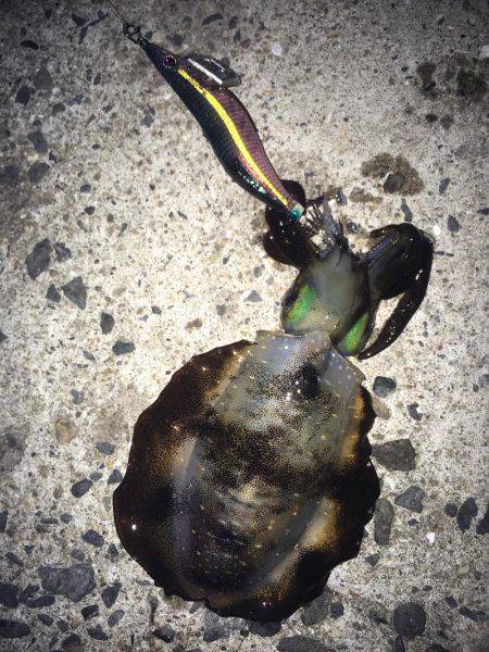 癒されに行ったはずが！