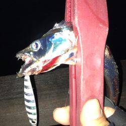 ジグでタチウオ