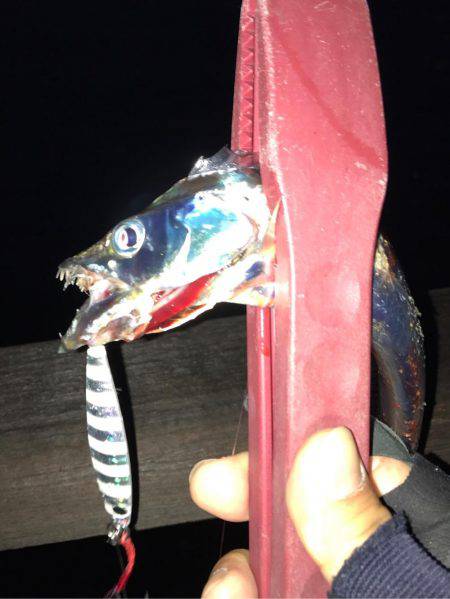 ジグでタチウオ