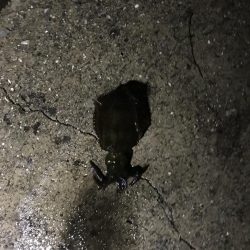 またまたエギング