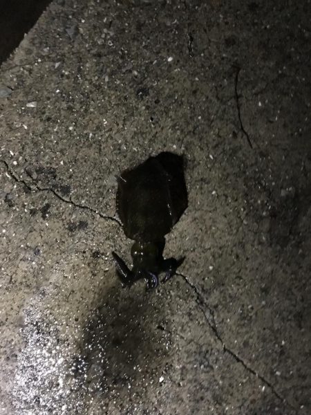 またまたエギング