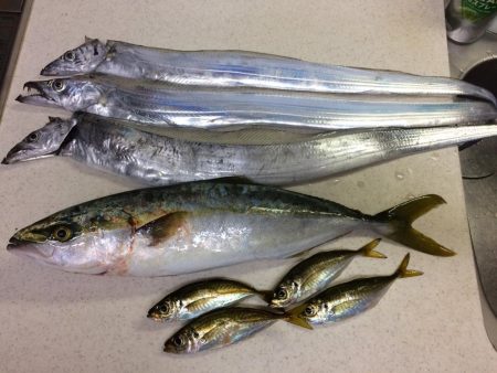 タチウオ今ひとつ