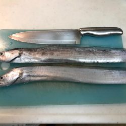 サゴシを求めて