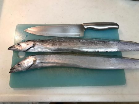 サゴシを求めて