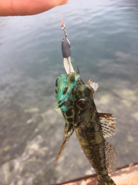 アジ狙いだったのに