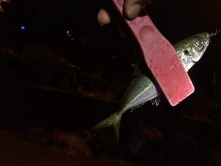 懐かしの場所でアジング