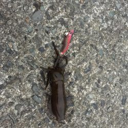 自身初のエギングでゲット☆