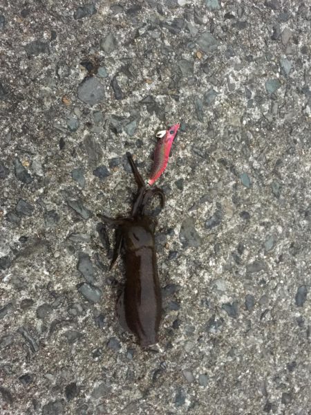 自身初のエギングでゲット☆