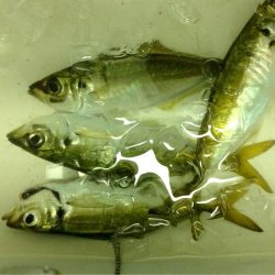 夕まずめアジング、ピンチ！