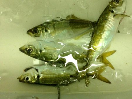 夕まずめアジング、ピンチ！